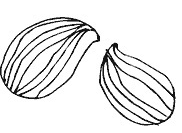 Striate Longitudinally